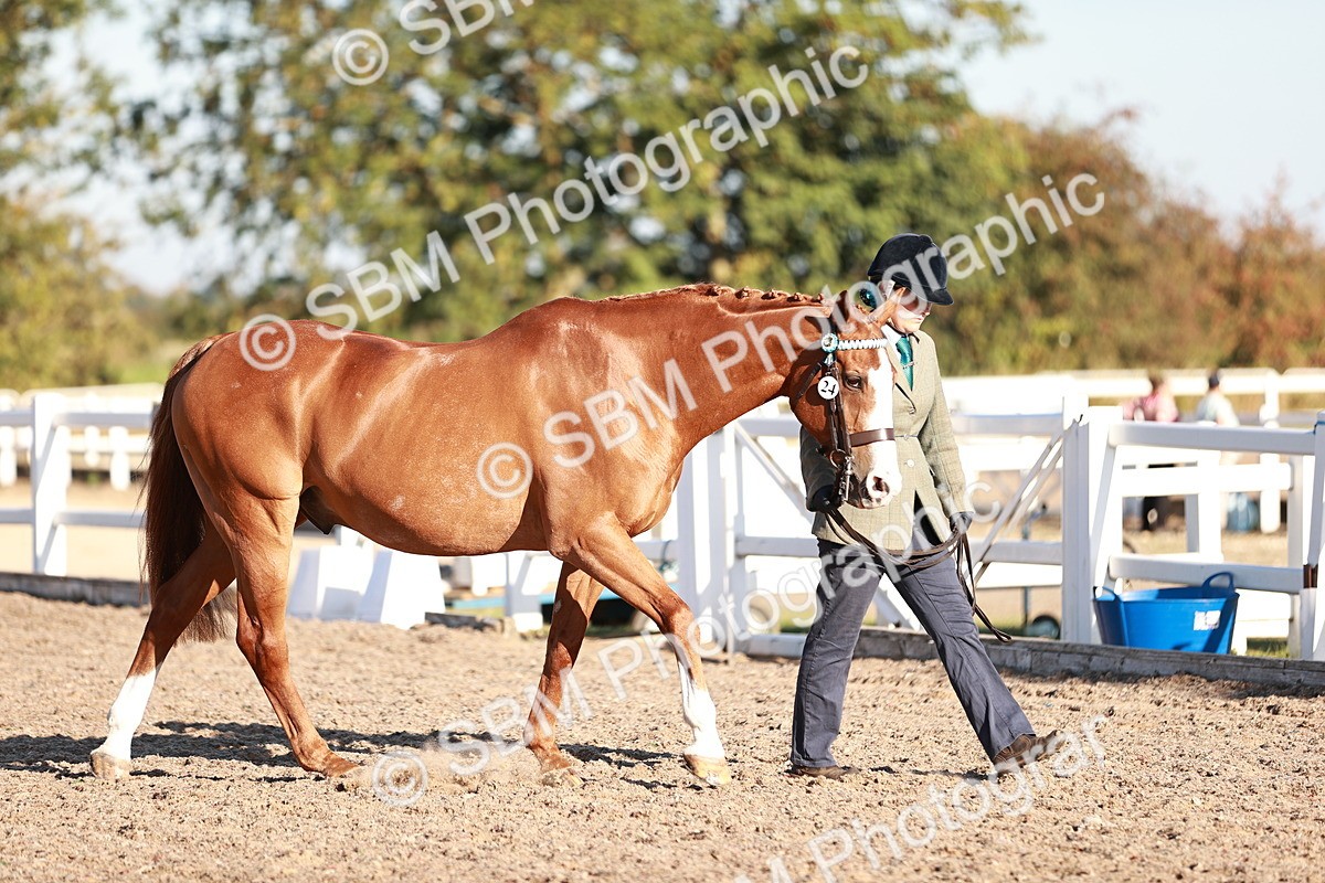 SBM_11158 - Class 401 - IH  Veteran horse