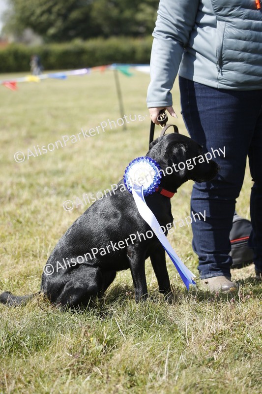 20250831-3717 - Dog Show