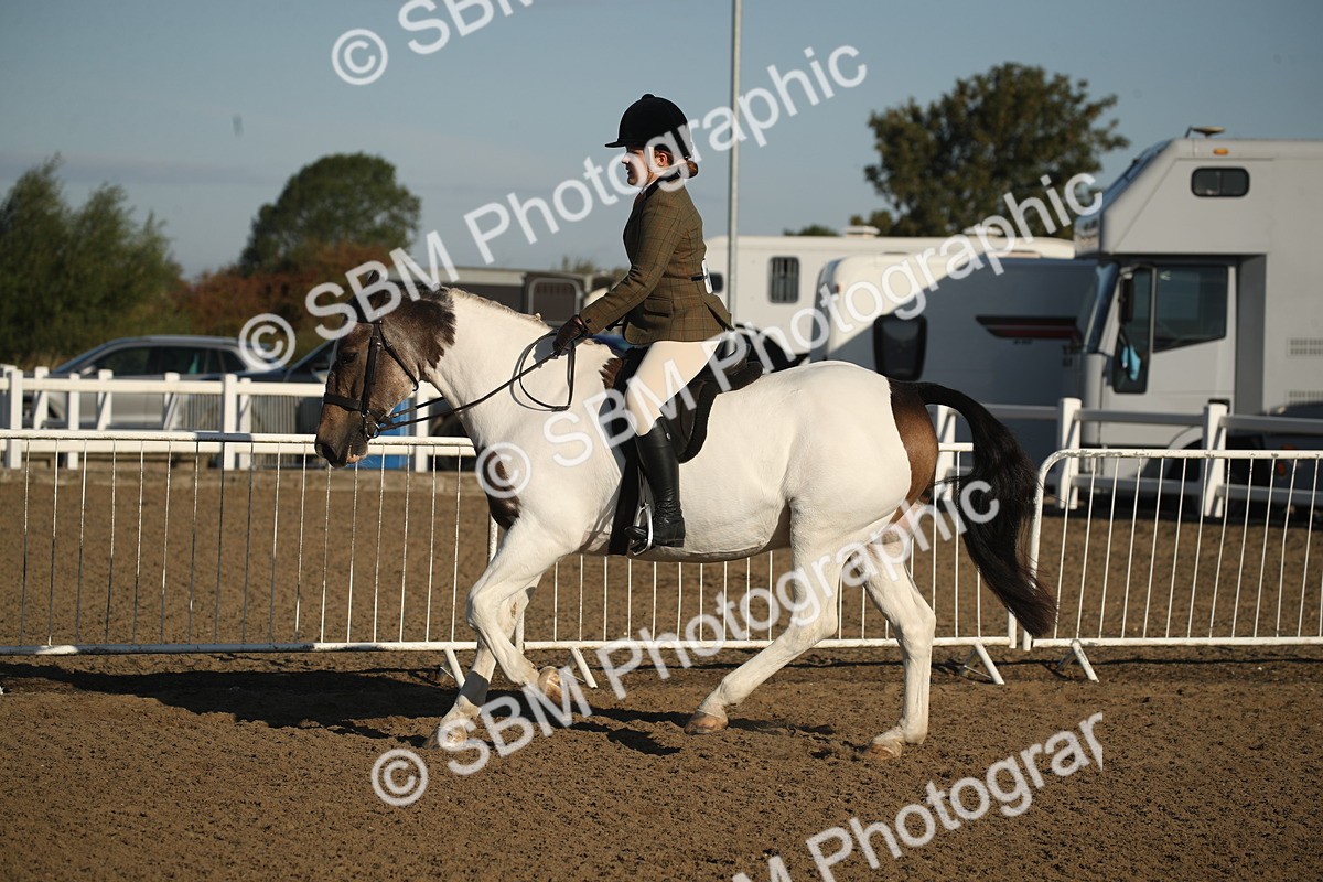 SBM_11541 - Class 502 - Riding Club Horse