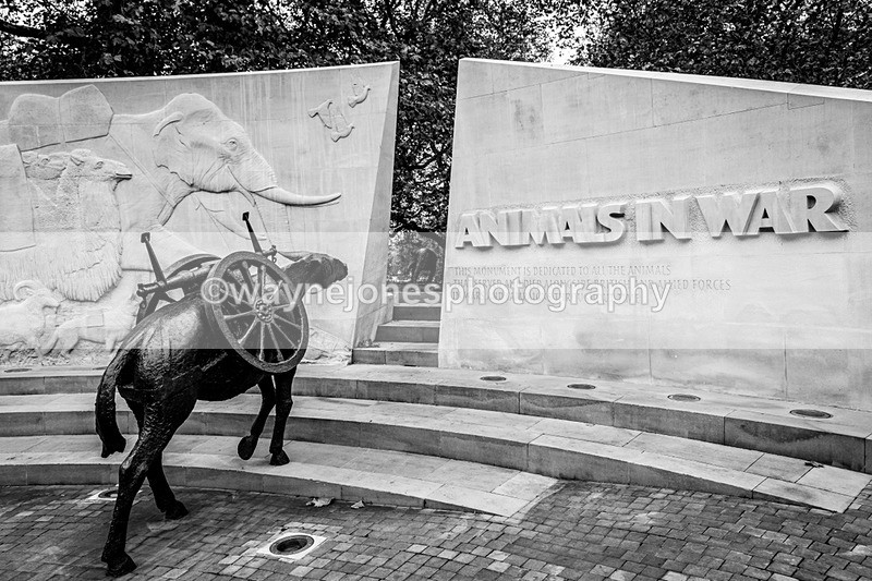 NGP_8104 - 2024 Animals in War Remembrance Gathering