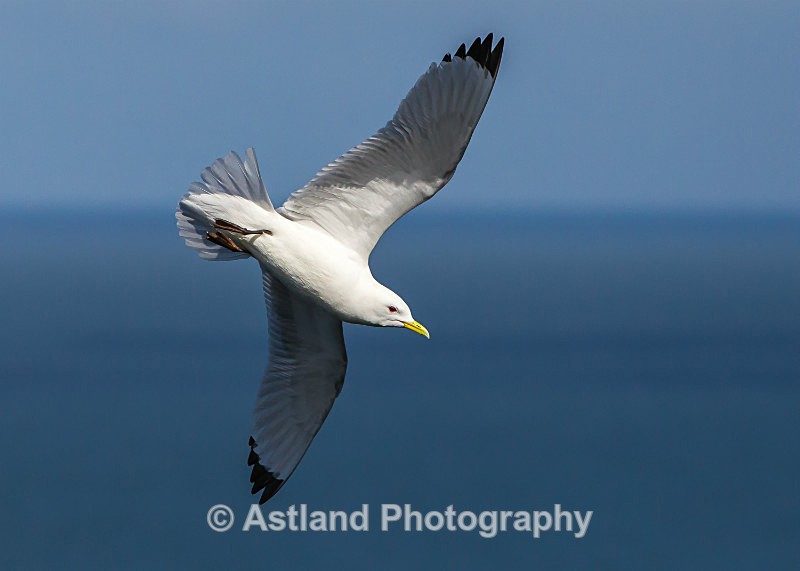 Astland Photography, Bird and Wildlife Images, Susan and Peter Wilson, U.K.