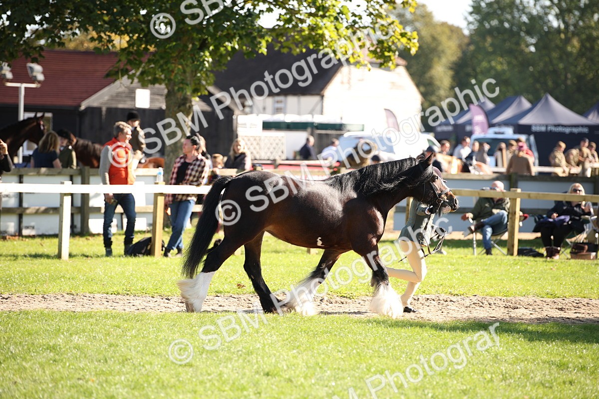 SBM_36587 - S10 - Best In Hand Horse & Pony