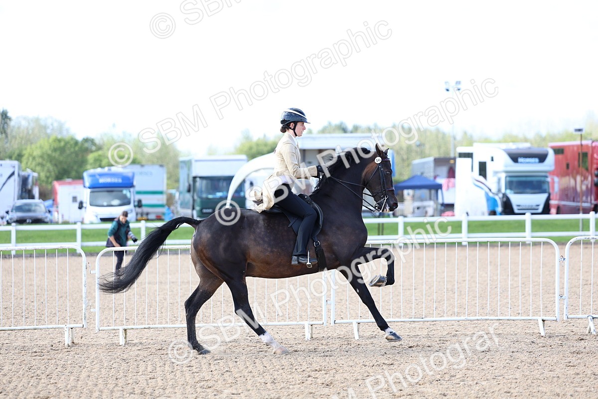 SBM_09118 - Class 303 - Ridden Pure Bred Horse Pony