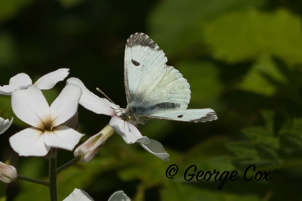 Orange Tip female at Priddy Minories