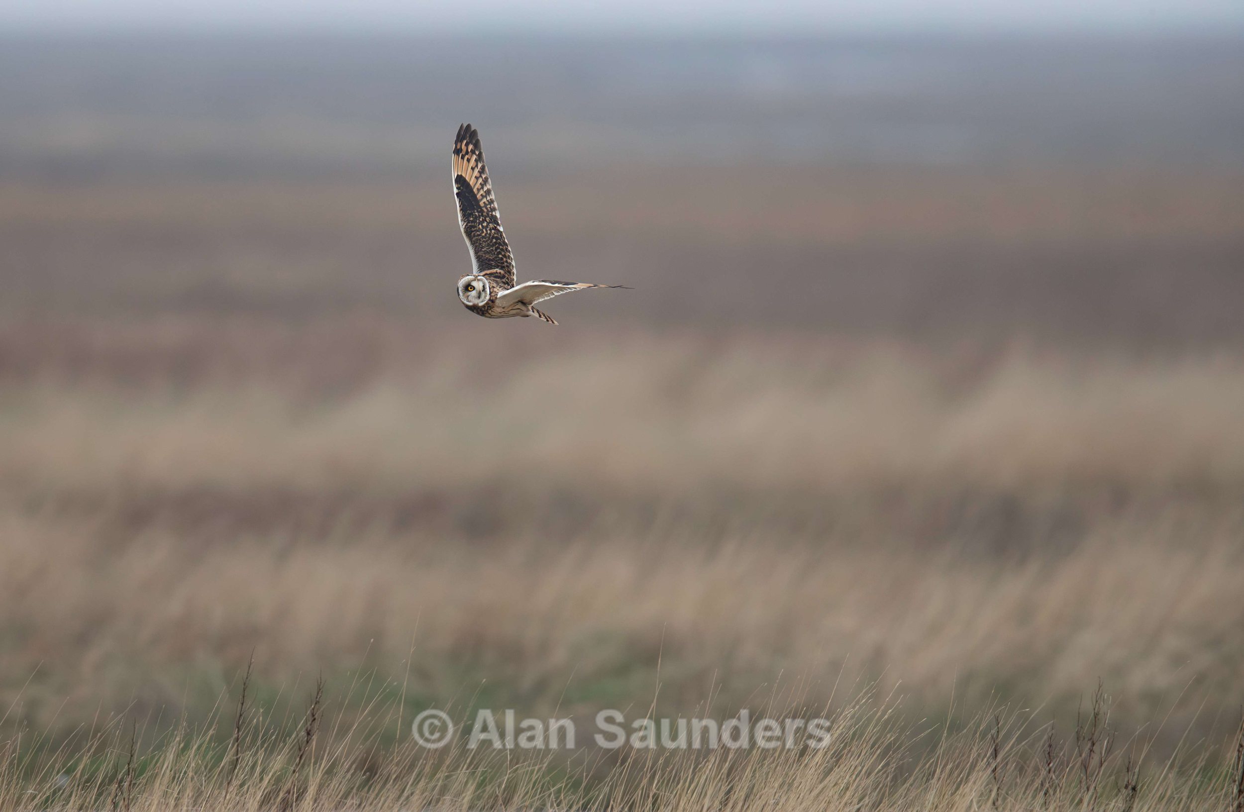 Short Eared Owl