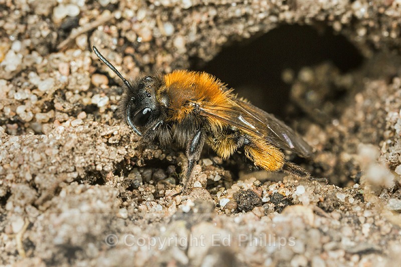 Andrena bicolor (f) - Andrena bicolor