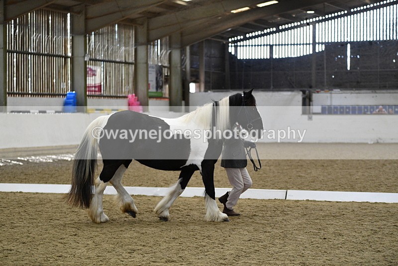 WJ5_4983 - Class 7 In hand coloured / odd coloured