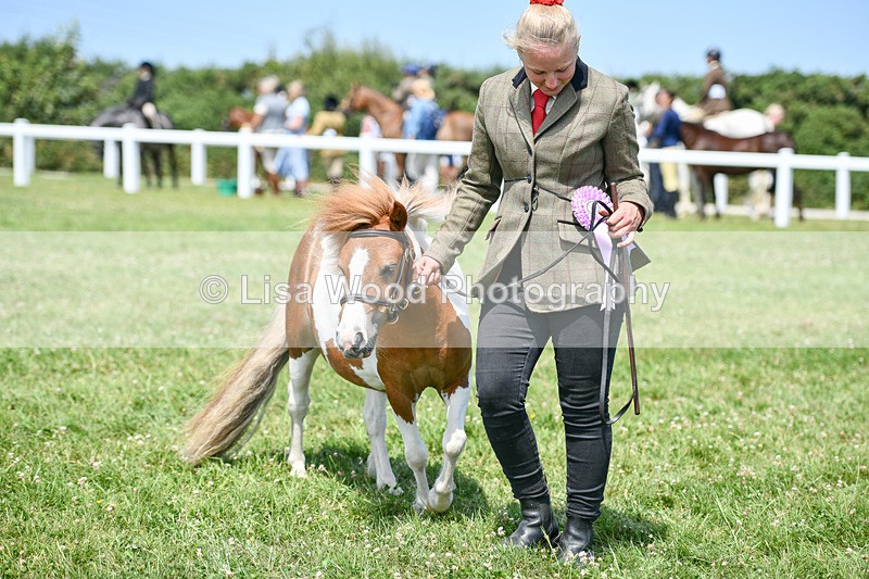 DSC_7439 - Class 62: Coloured Pony Youngstock