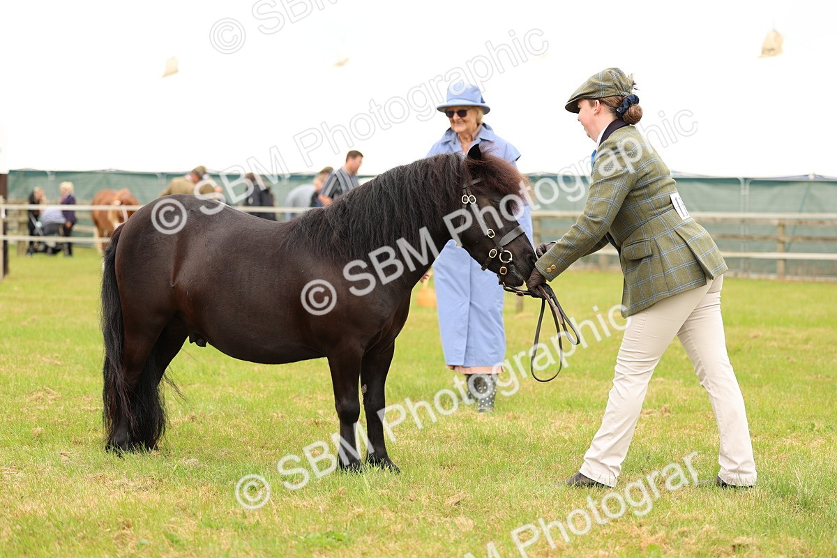 SBM_04332 - Class 64-67 - Shetland Pony In Hand