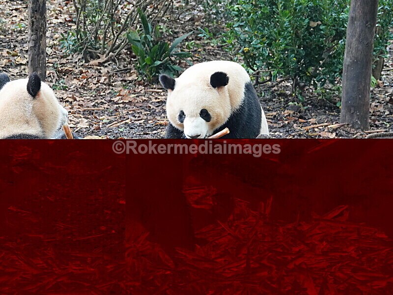 CHINA__0064 - China 2019