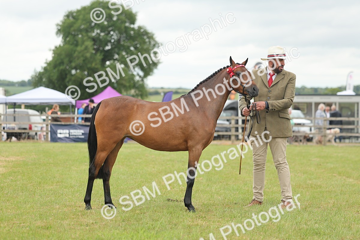 SBM_05431 - Class 68-73 - Riding Pony Breeding