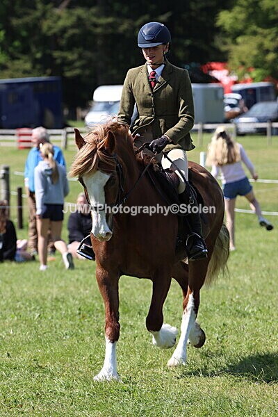 IMG_4324 - Working Hunter