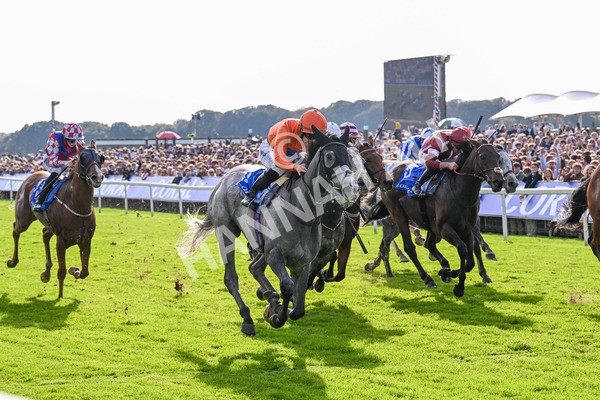 111025-Race 2-Grey Cuban-0271 - Race 2 Coral 'Pipped At The Post' Handicap at York