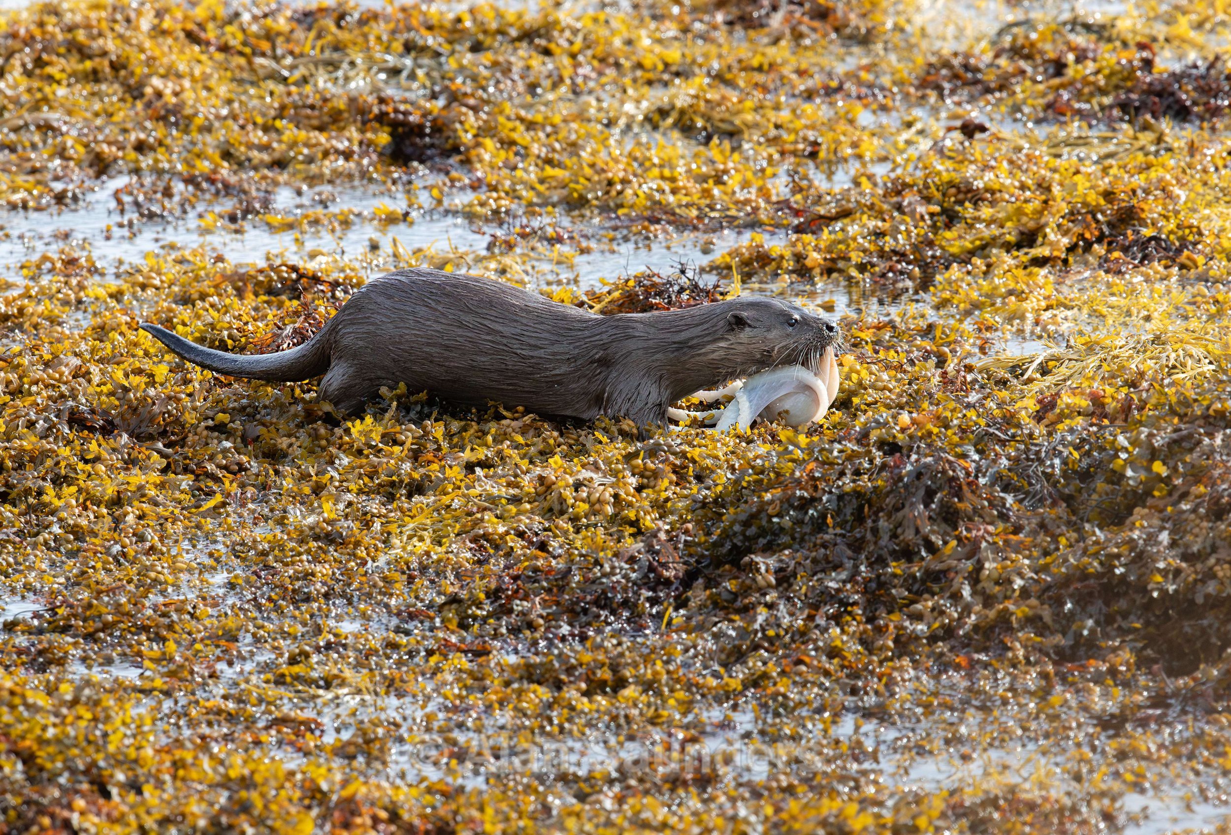 Eurasian Otter 13