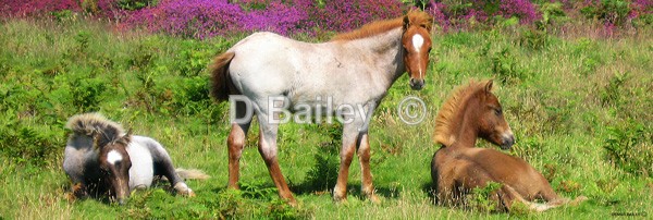 Carneddau ponies
