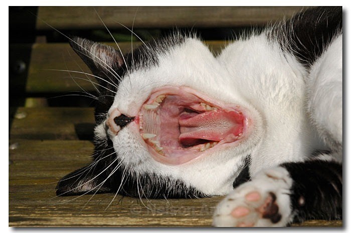 Say Ah! - Cats & Dogs
