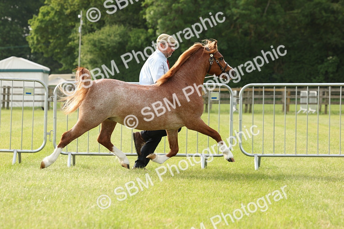 SBM_00399 - Class 6-13 - Mountatin and Moorland In Hand Welsh Breeds