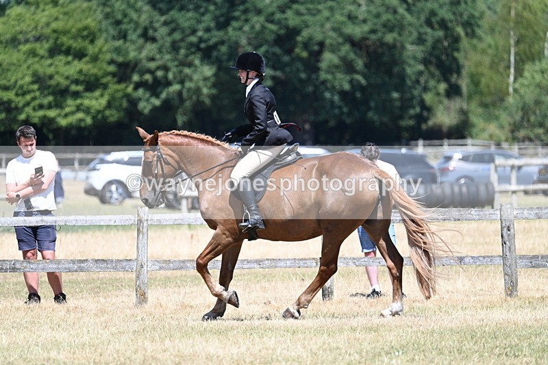 WJ7_3011 - Class 7 Riding Club Show Horse