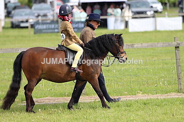 IMG_2210 - Working Hunter