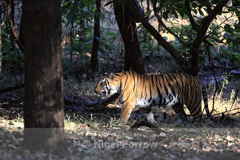Tigress moving through forest, Bandhavgarh, Madhya Pradesh, India - Tiger