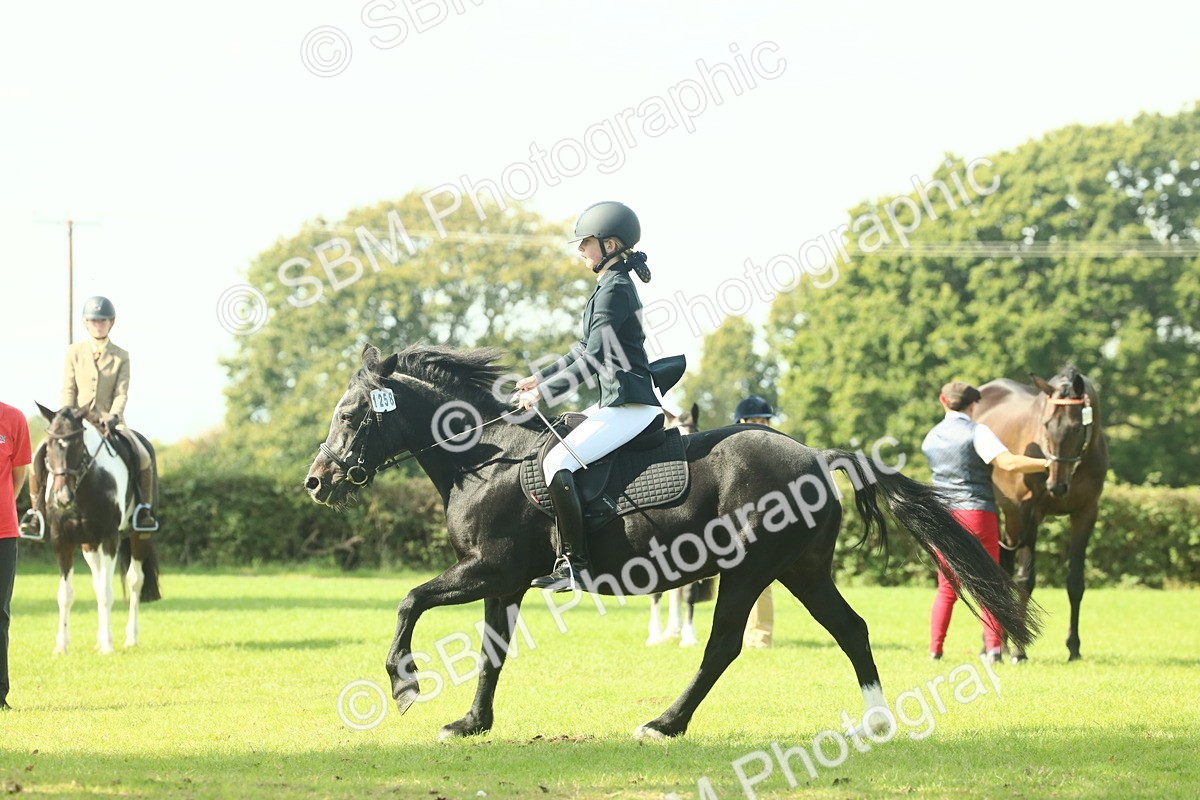 SBM_66546 - S34 - Rehabilitated Rescue Horse & Pony In Hand & Ridden