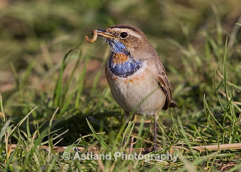 Astland Photography, Bird and Wildlife Images, Susan and Peter Wilson, U.K