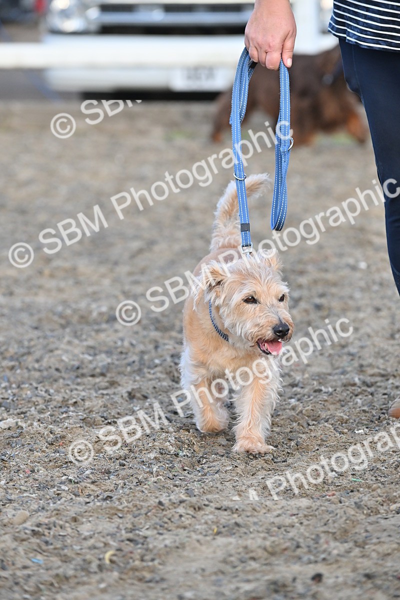 SBM_09470 - Lorry Dogs