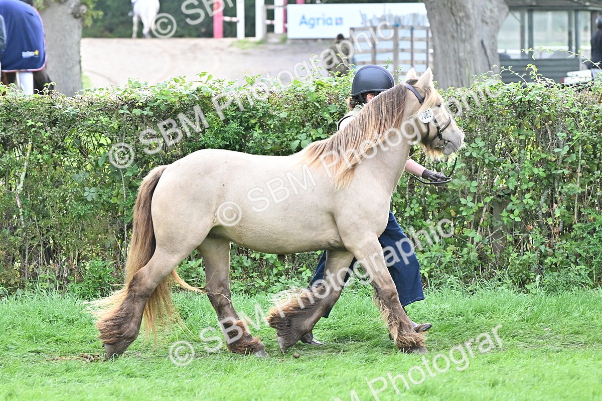 SBM_56878 - S45 - Coloured Pony In Hand