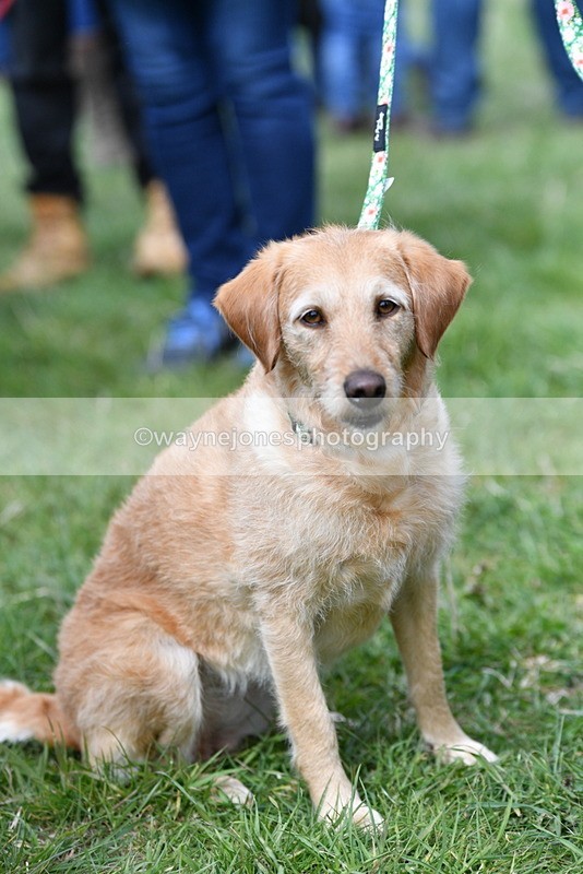 WJ5_9287 - Class 1 Best Cross Breed / Heniz 57