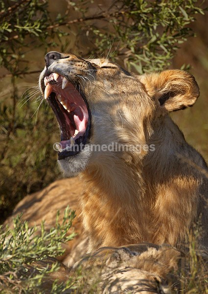 Lioness - Botswana