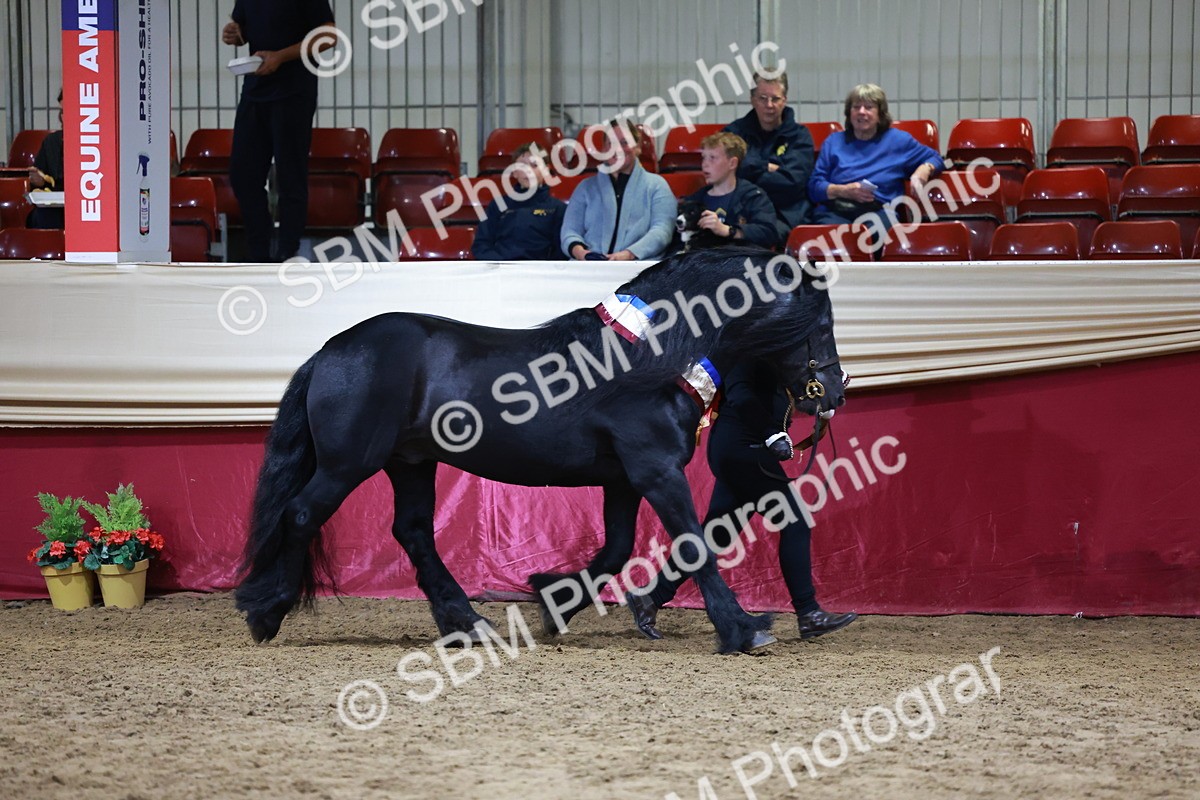 SBM_20431 - Class F - IH Small (148cm & Under)Champ