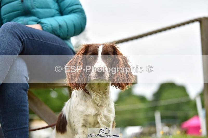 240523-193458-06594 - Candid and Saturday Hobby Horse