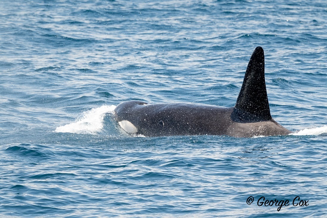 Killer Whale - Sri Lanka