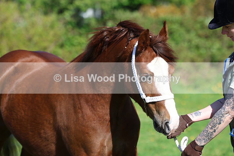 3E7A8681 - Class 13: M & M Large Breeds