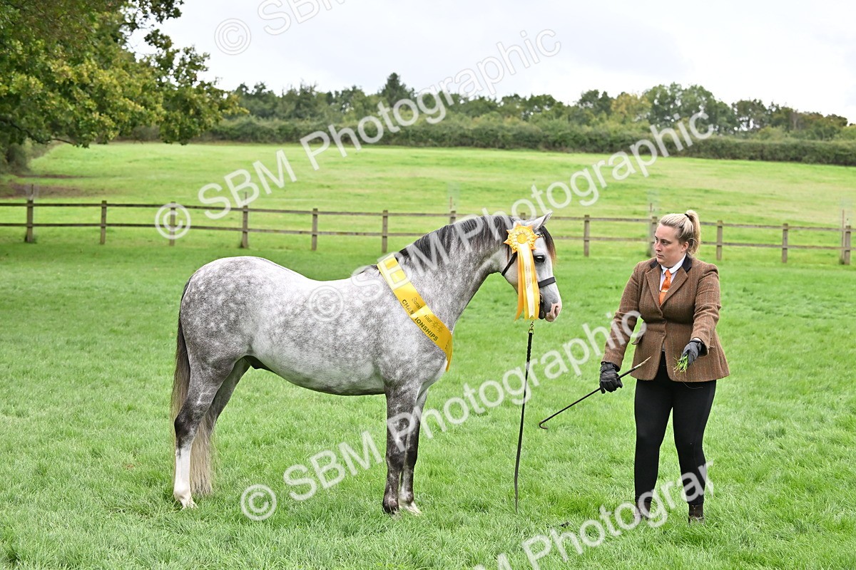 SBM_61037 - S48 - Mountain & Moorland In Hand Small Breeds