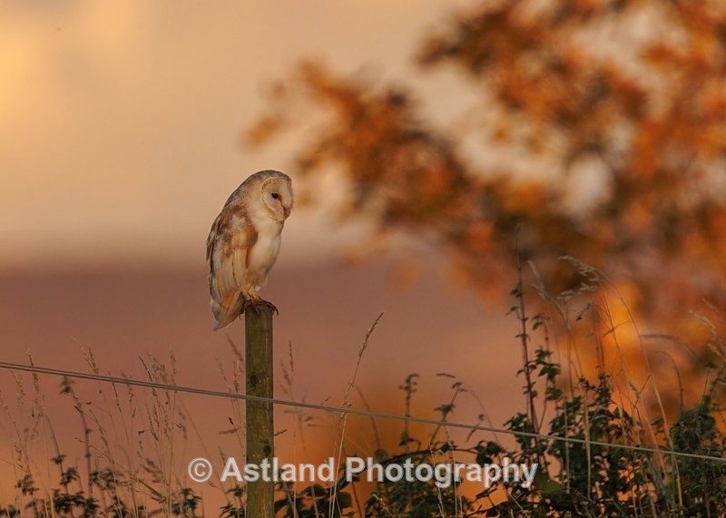 Barn Owl - Latest Images