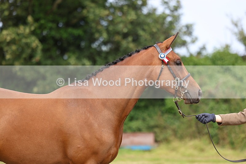 3E7A5724 - In Hand Championship