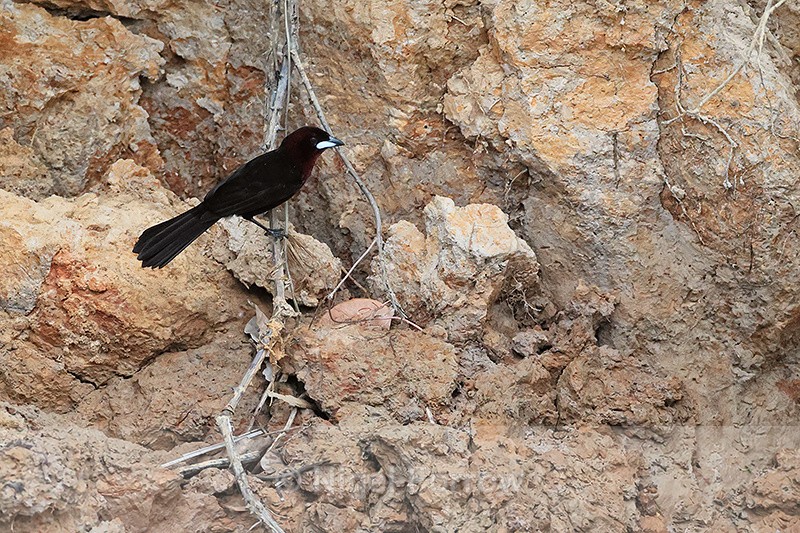 Male Silver-beaked Tanagers, Pantanal, Brazil - Silver-beaked Tanager