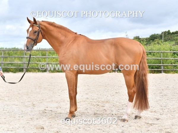 equiscot3602 - STALLION SELECTION