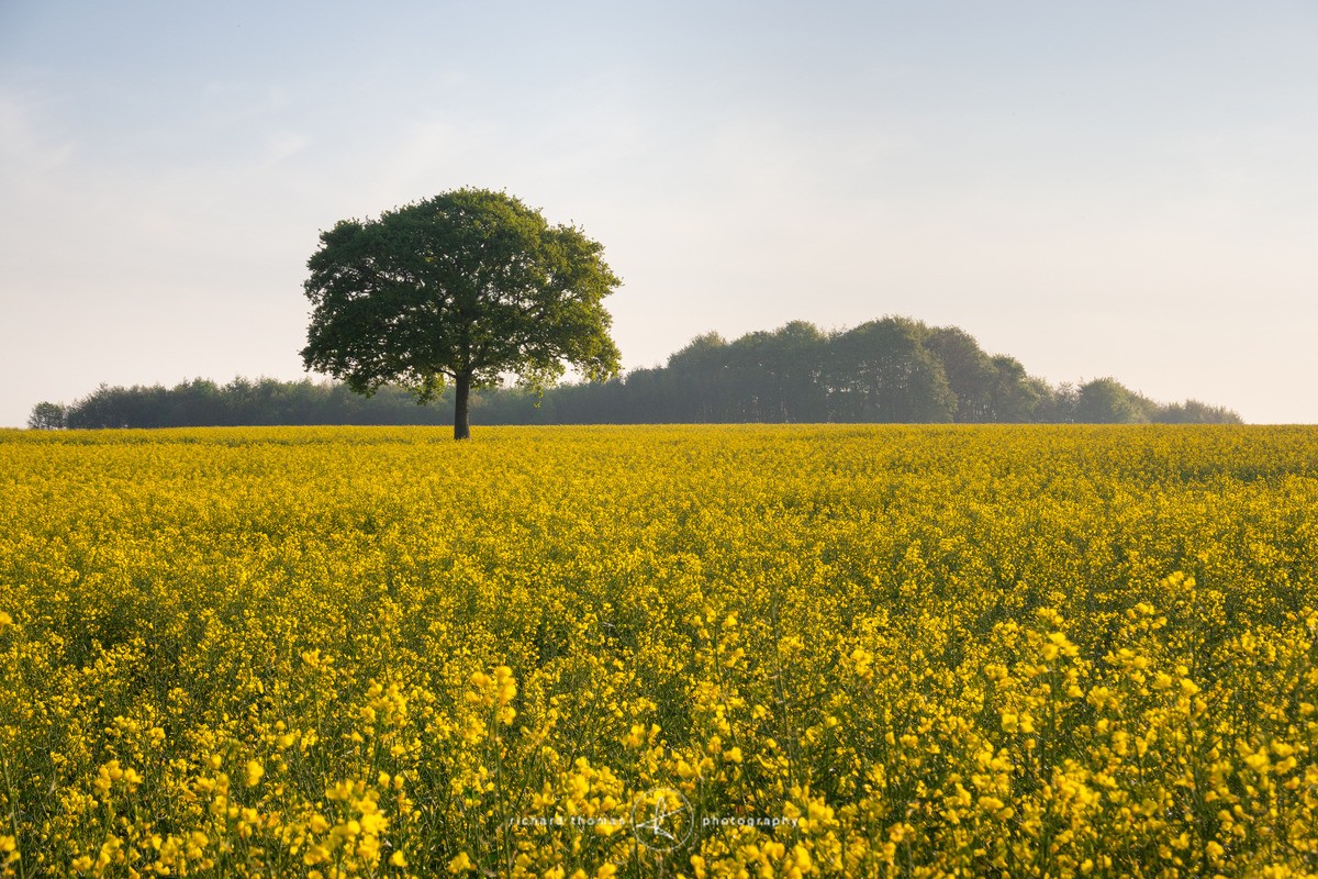 Meon Oak Tree - Yellow sunrise II - One2Tree