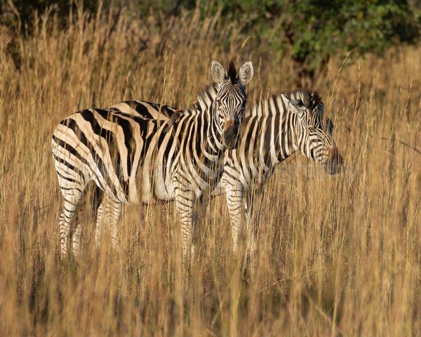 Africa-63 - African Wildlife