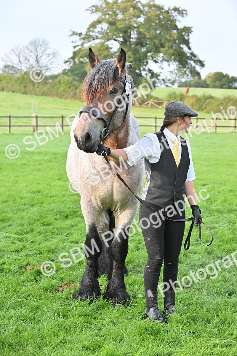 SBM_55398 - S44 - Youngstock In Hand