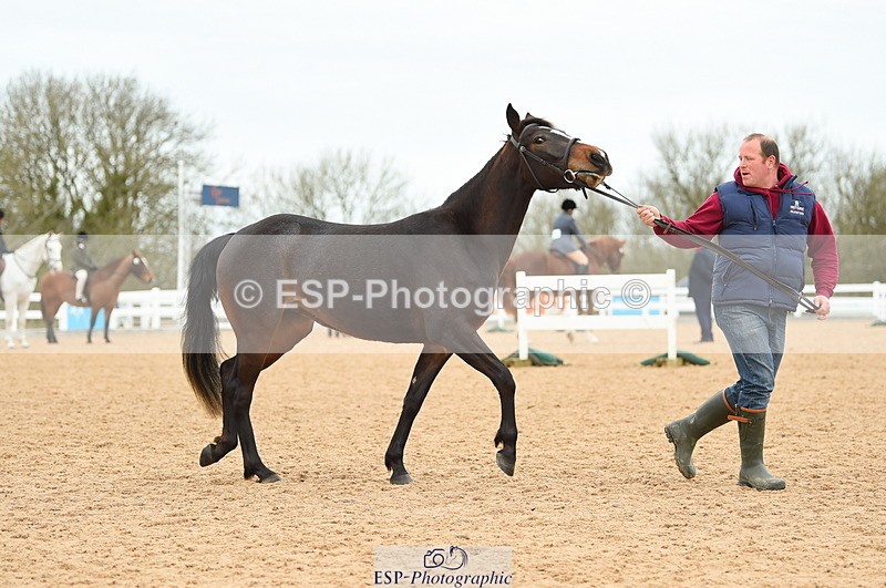 230416A-140716-04742 - Cls 46+43 In Hand Warmbloods and Foreign