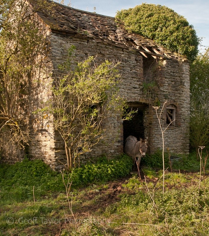 Ball Stone Quarry and donkey - Wenlock Edge