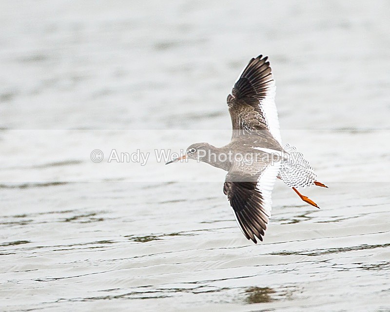 20131001-3K8A6577 - Redshank