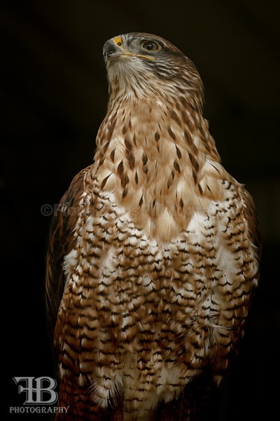 aviary birds-7 - Birds of Prey