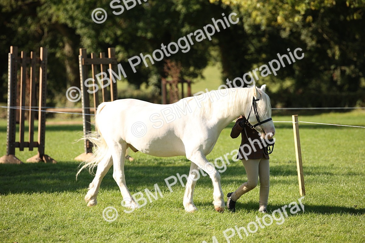 SBM_36534 - S10 - Best In Hand Horse & Pony