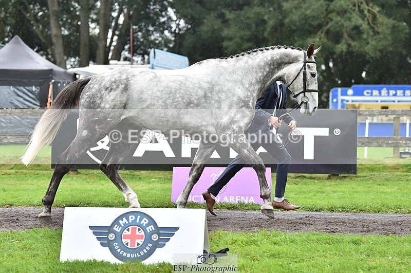 231018-124812-00535 - 067-WHIXLEY.QUALITAS-Barnie.Brotherton-TrotUp