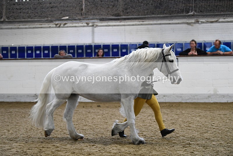 WJ5_4631 - Class 3 Part Bred In hand