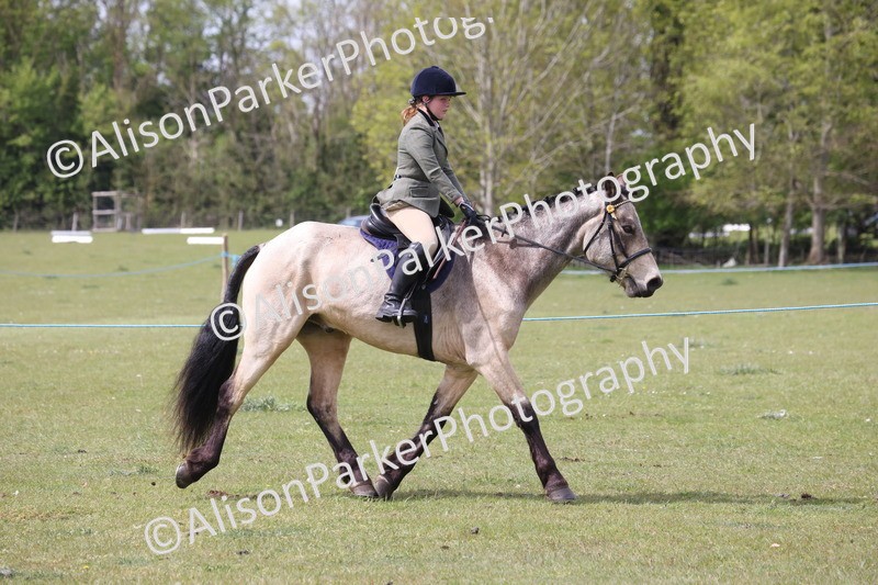 20260426-4312 - Class 34 - Best Riding Horse Over 14.2hh